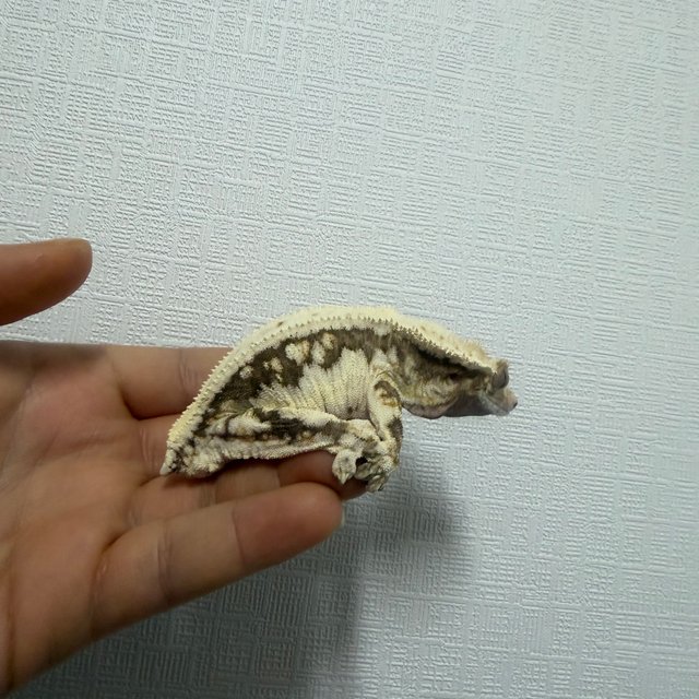 릴리100%헷아잔틱