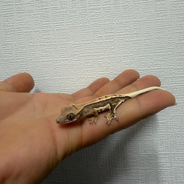 릴리100%헷아잔틱