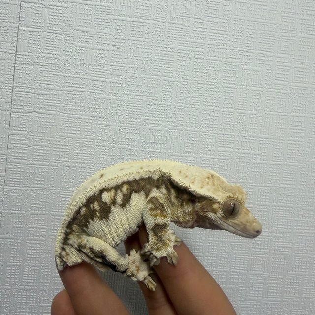 릴리100%헷아잔틱