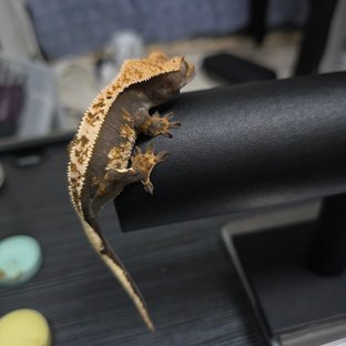 할리퀸