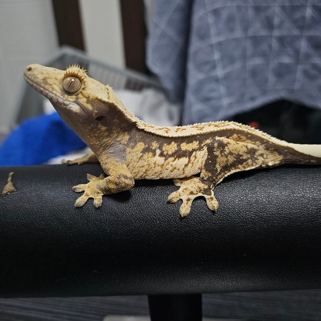 트라이