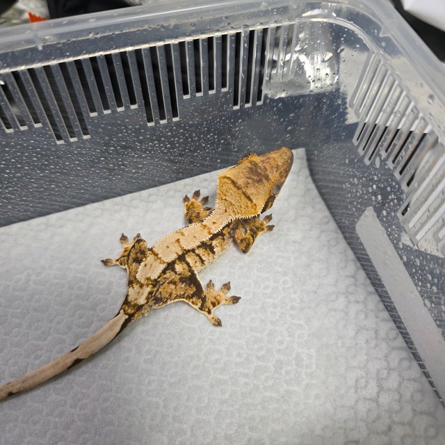 트라이 익스트림할리퀸