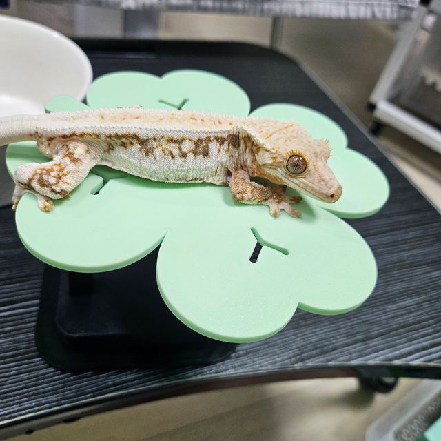 릴리화이트