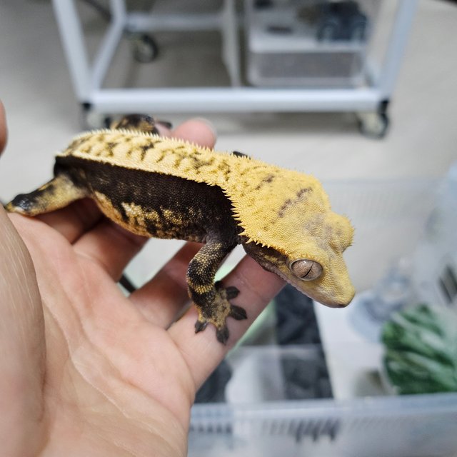 다크 쿼드 핀스트라이프