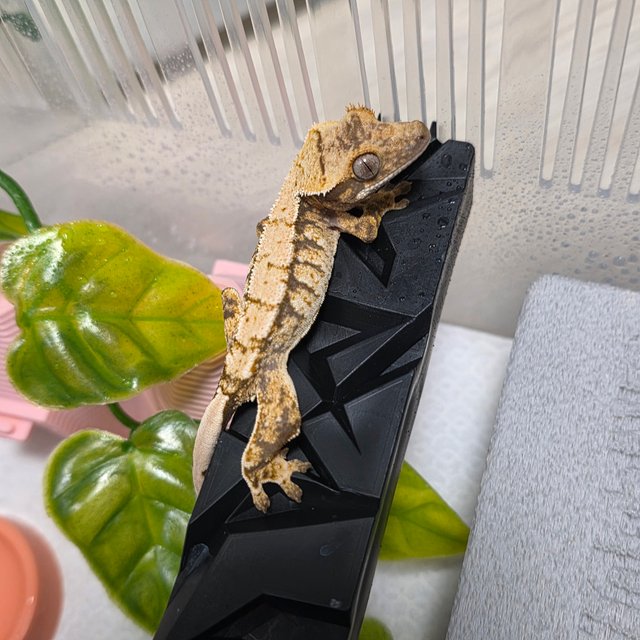 트라이 익스트림할리퀸