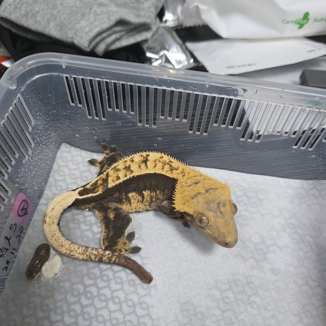 다크 쿼드 핀스트라이프