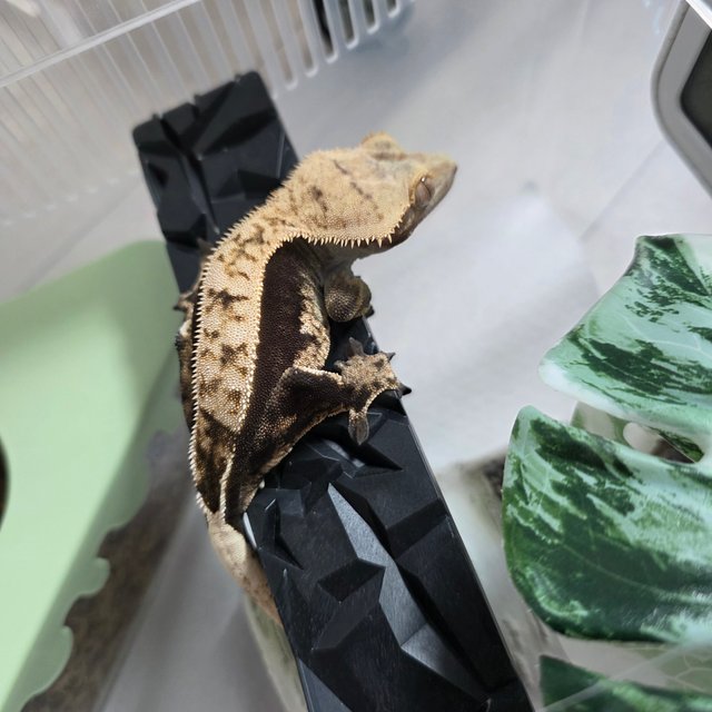 노멀 쿼드 다크