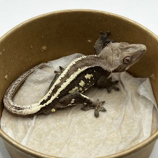 세이블