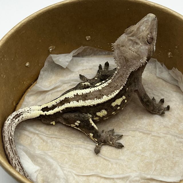 세이블
