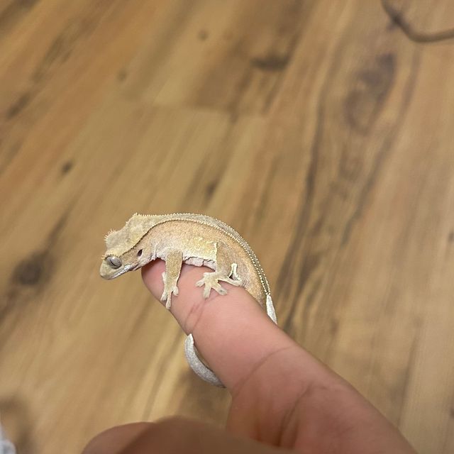 바이 노멀 레드