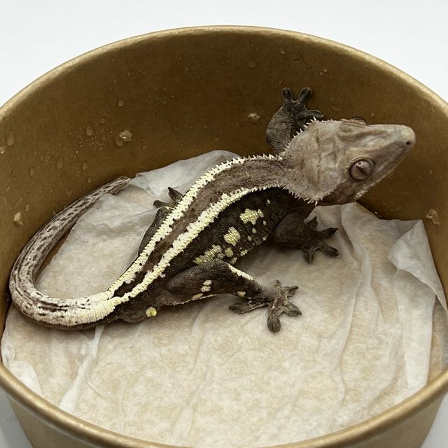 세이블