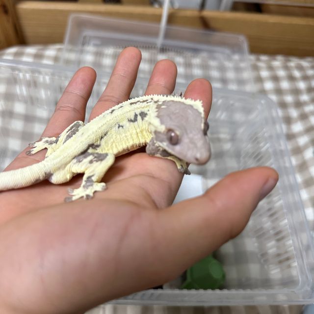 프라푸치노