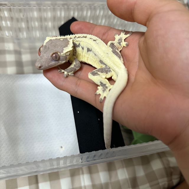 프라푸치노