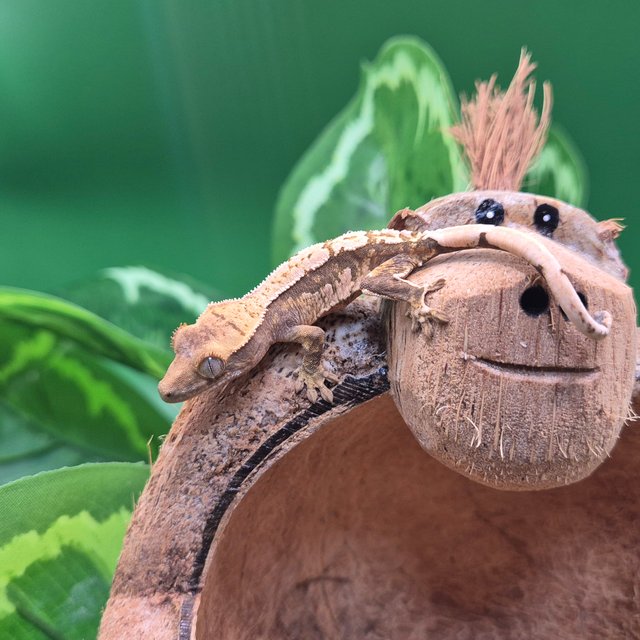 노멀 핀스트라이프