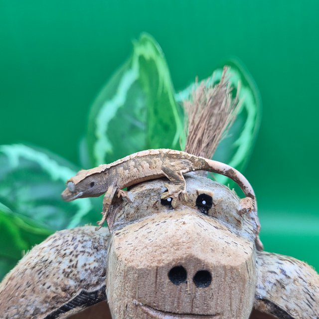 노멀 트라이 할리퀸