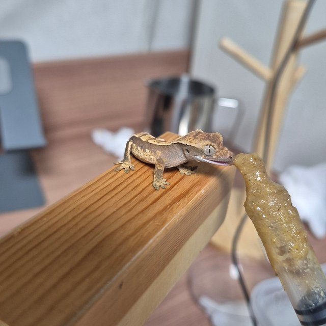 노멀 핀스트라이프