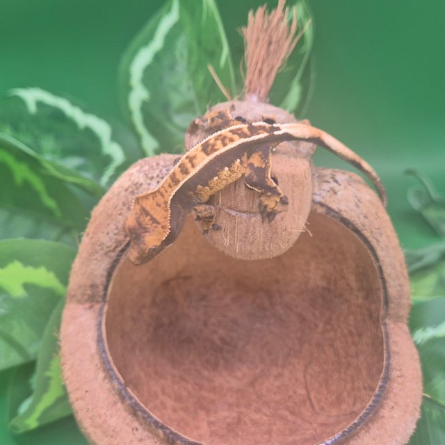 노멀 핀스트라이프