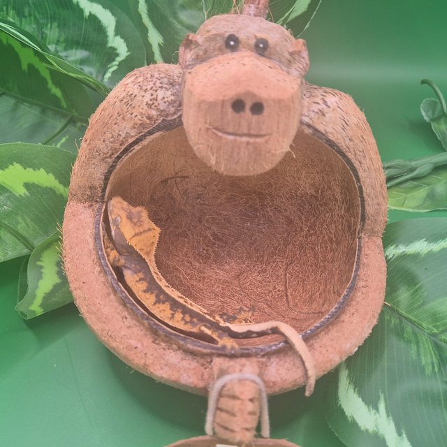 노멀 핀스트라이프