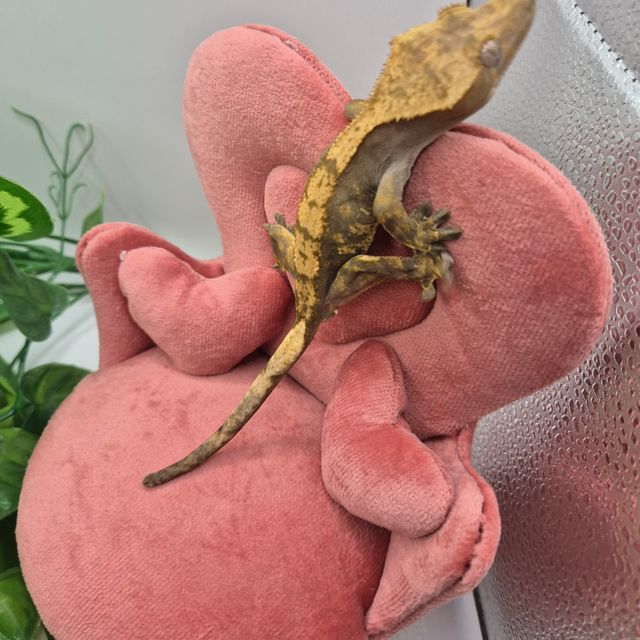 100%헷아잔틱