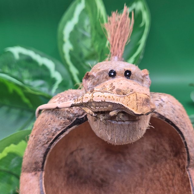 노멀 핀스트라이프