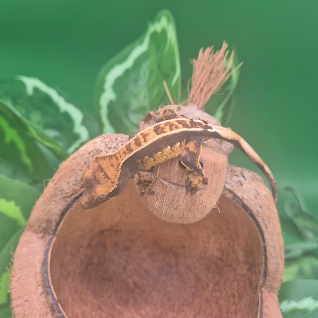 노멀 핀스트라이프