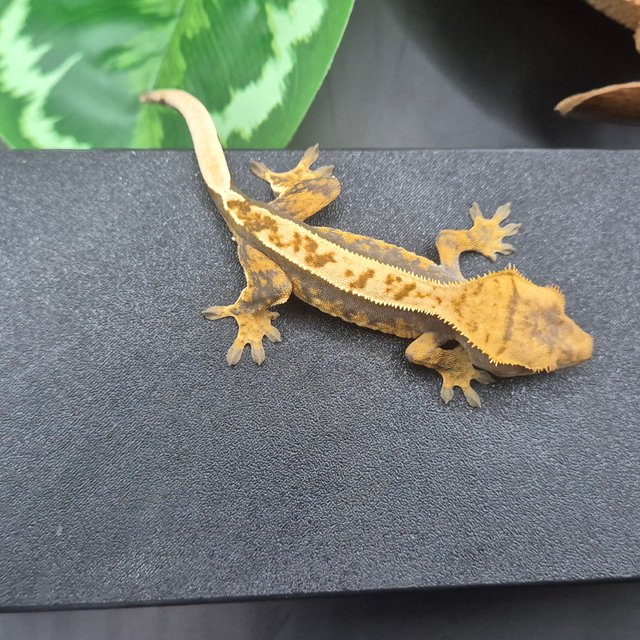 노멀 핀스트라이프