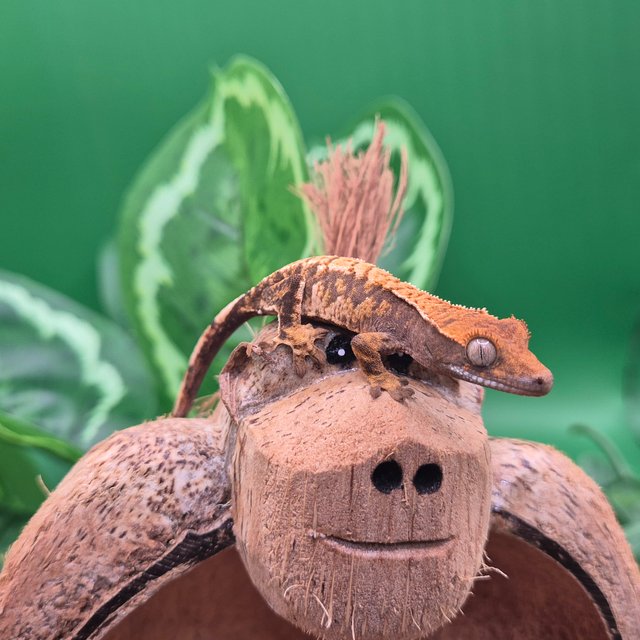 노멀 트라이 할리퀸