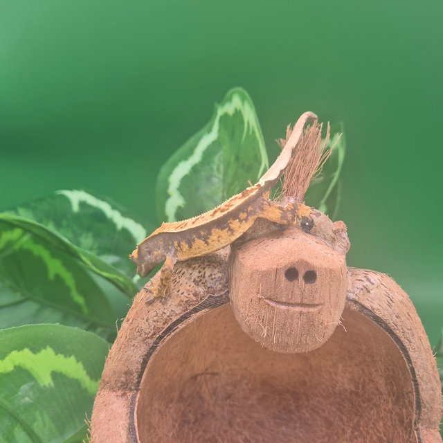 노멀 핀스트라이프