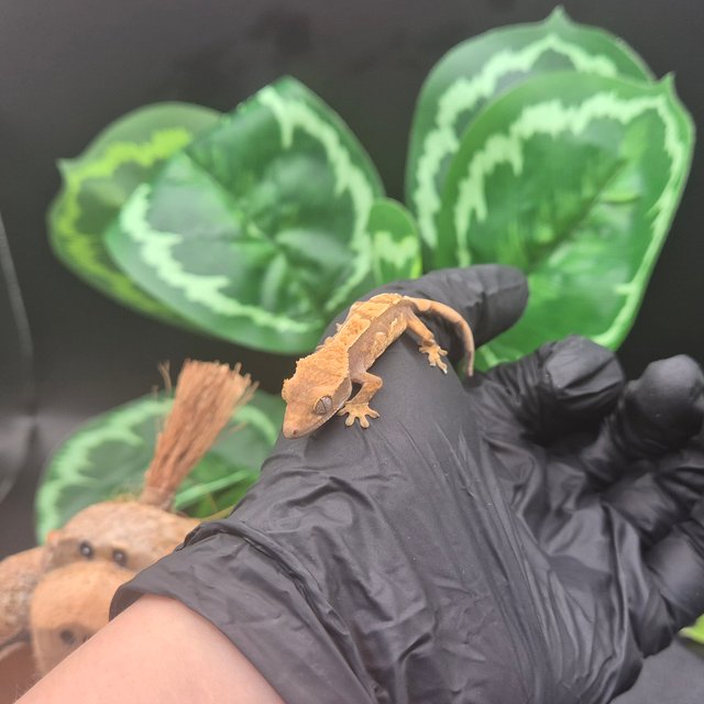 노멀 핀스트라이프