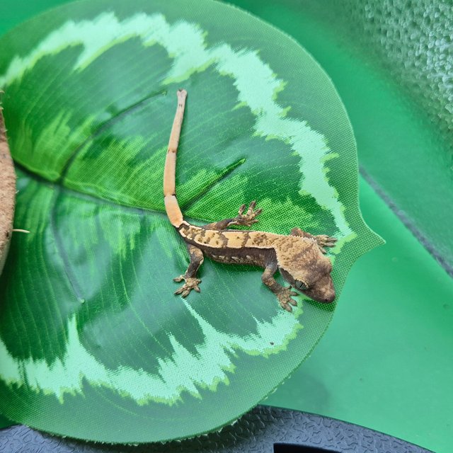 노멀 핀스트라이프