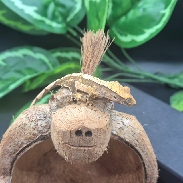 노멀 핀스트라이프