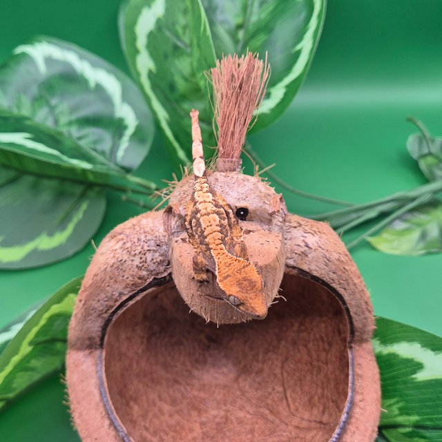 노멀 트라이 할리퀸