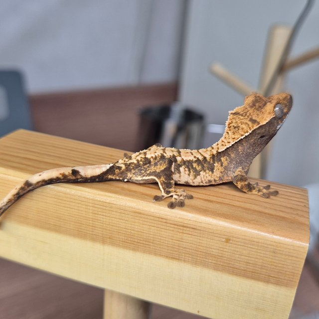 노멀 트라이 할리퀸