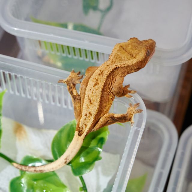쿼드 레드