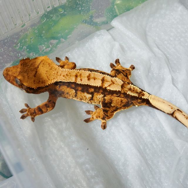 트라이