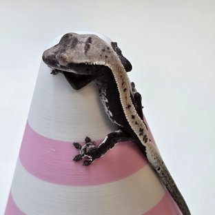 아잔틱