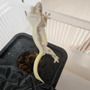 릴잔틱