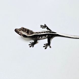 아잔틱