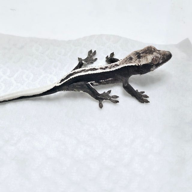 아잔틱