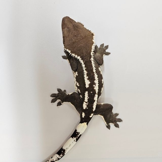 아잔틱