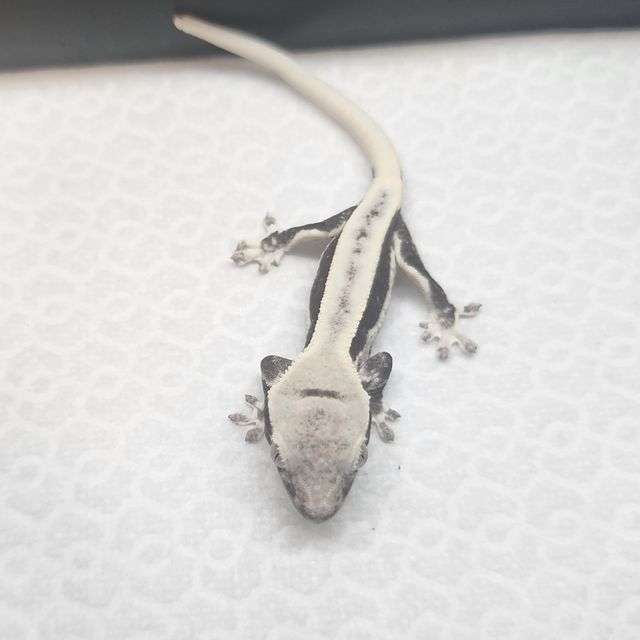 릴잔틱