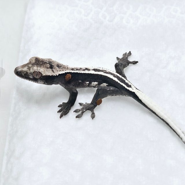 아잔틱