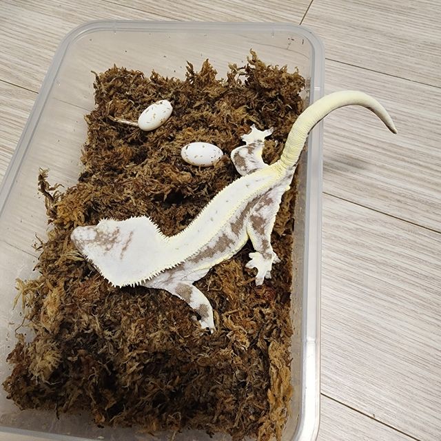 릴잔틱