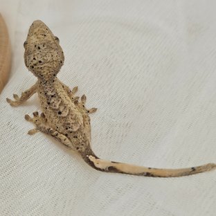 노멀 달마시안 슈퍼달마시안