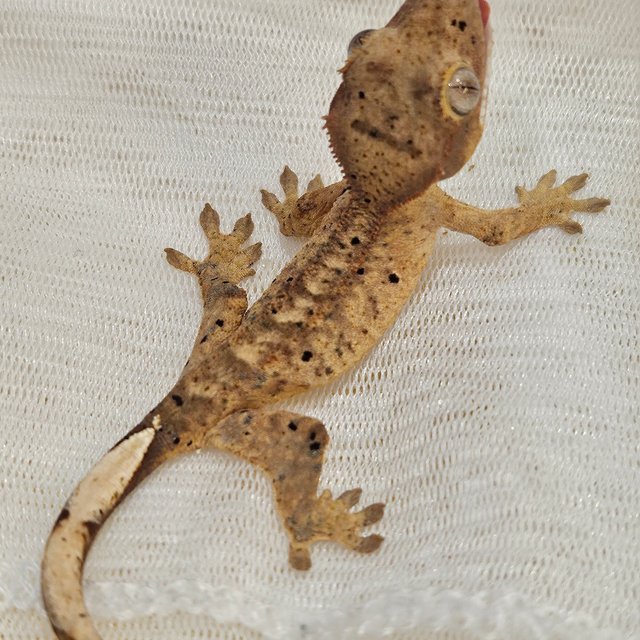 노멀 달마시안 슈퍼달마시안