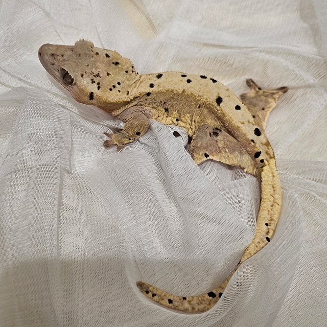 노멀 달마시안 슈퍼달마시안