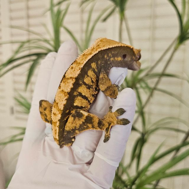 노멀 익스트림할리퀸 할리퀸 다크