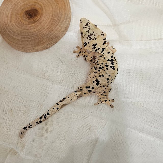 노멀 달마시안 슈퍼달마시안