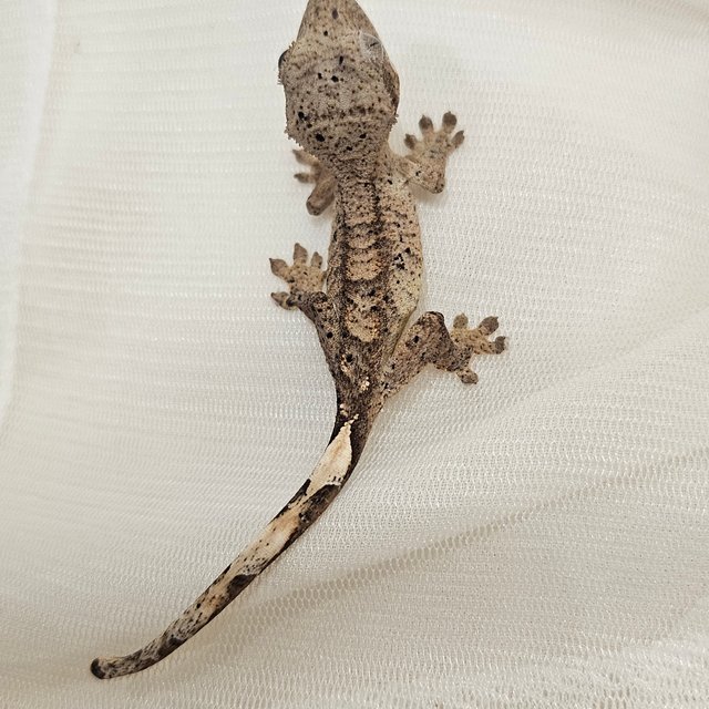 노멀 달마시안 슈퍼달마시안