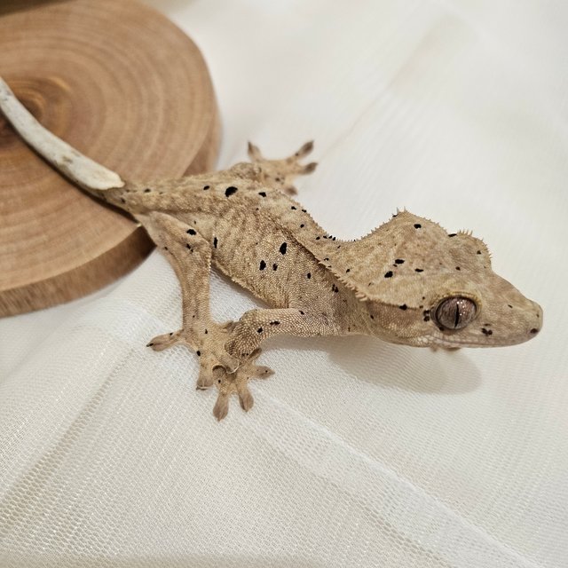 노멀 달마시안 슈퍼달마시안